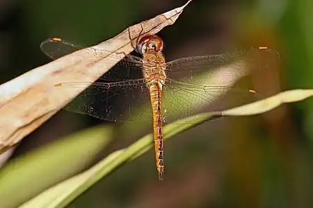 Pantala flavescens male