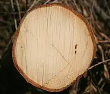 cross-section of wood and bark