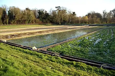 Image 6Watercress beds in Warnford near the River Meon (from Portal:Hampshire/Selected pictures)