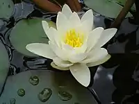 Image 46White water lilies are a typical marsh plant in European areas of deeper water. (from Marsh)