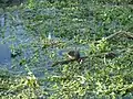 Water vole sitting on a branch in the water