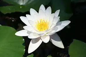 Water lily