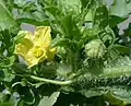 Watermelon plant close-up