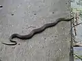 Mature northern watersnake sunning itself near Battersea, Ontario