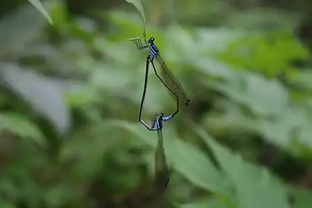 Phylloneura westermanni mating pair