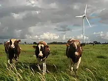 Image 18Livestock grazing near a wind turbine. (from Wind power)