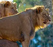 Lions