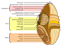 Detailed illustration of the different parts constituting a wheat kernel.