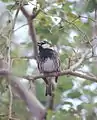 Spanish sparrow Passer hispaniolensis