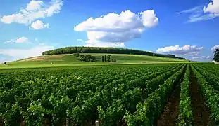 Vineyard in Côte de Beaune.