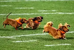 Three dachshunds racing on grass, wearing numbered race bandanas