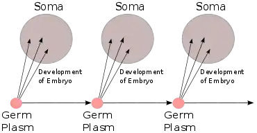 Image 15August Weismann's germ plasm theory. The hereditary material, the germ plasm, is confined to the gonads. Somatic cells (of the body) develop afresh in each generation from the germ plasm. (from History of genetics)