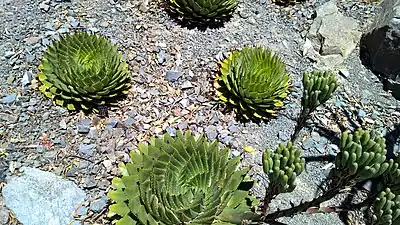 Aloe Polyphylla group