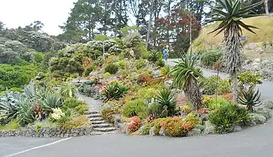 Part of cacti and succulents garden