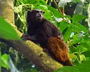 Black and brown monkey