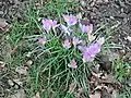 West Byfleet Crocuses on Village Green, Feb 2012