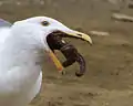 Feeding on a starfish