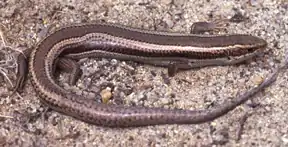 Western skink