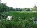 Wetland on Marsh Island