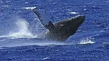 Humpback whale cresting off South Caicos Island