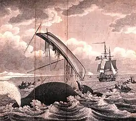 Dangers of the "whale fishery" in 1820. Note the taut ropes on the right, lines leading from the open boats to the harpooned animal.