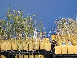 Image 16The Yecoro wheat (right) cultivar is sensitive to salinity, plants resulting from a hybrid cross with cultivar W4910 (left) show greater tolerance to high salinity (from Plant breeding)