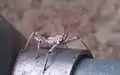 Older nymph walking atop a fence