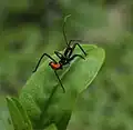 Arilus cristatus nymph closeup