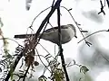 White-bellied minivet at Bharatpur, Rajasthan, India.