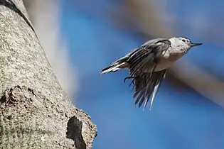 In flight