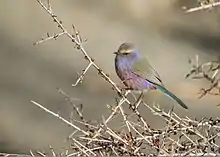 Male bird in tree