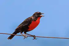 White-browed meadowlark