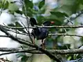 White-chinned thrush, Jamaica