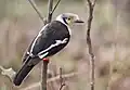 White-crested helmetshrike