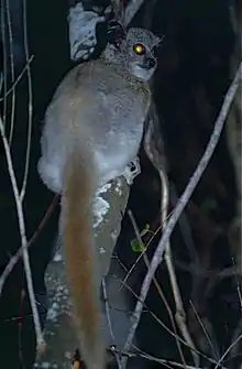 Gray and brown lemur