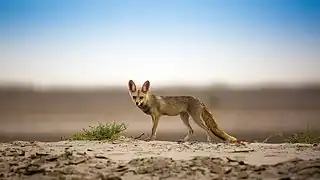 Desert Habitat