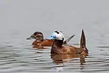 White-headed duck (Oxyura leucocephala). Relative of the maccoa duck.