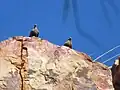 White-quilled rock pigeon perched on an escarpment, The Grotto, Wyndham, Western Australia