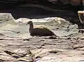 White-quilled rock pigeon, The Grotto, Wyndham, Western Australia