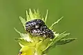 Mating, Estonia