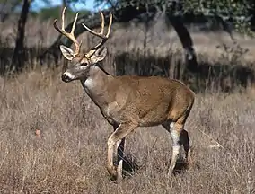 A white-tailed deer, the state wildlife animal of Wisconsin