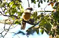 White-throated laughingthrush at Uttarakhand, India