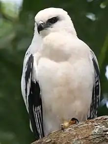 White hawk