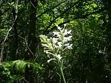 P. blephariglottis  -White fringed orchid