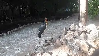 White ibis in VOC zoological garden, Coimbatore