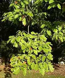 White oak foliage