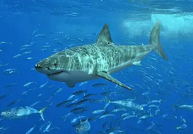 Image 4Great white shark at Isla Guadalupe, Mexico, August 2006. Animal estimated at 11–12 feet (3.3 to 3.6 m) in length, age unknown. (from Shark tourism)