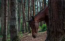 Wild horse in pine forest