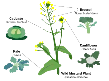 Image 19Selective breeding enlarged desired traits of the wild cabbage plant (Brassica oleracea) over hundreds of years, resulting in dozens of today's agricultural crops. Cabbage, kale, broccoli, and cauliflower are all cultivars of this plant. (from Plant breeding)