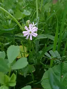 Wild Night-Flowering Catchfly in Behbahan